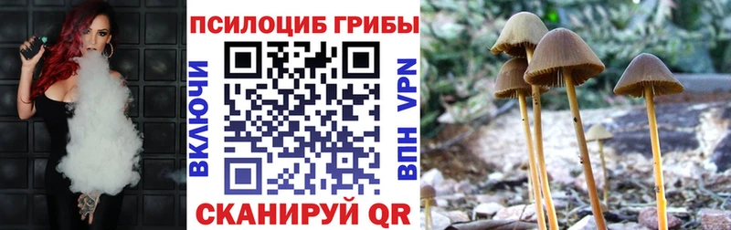 где купить наркоту  Щучье  Галлюциногенные грибы Psilocybe 
